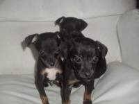 LINDOS FILHOTES DE PINCHER 1