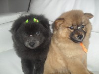 LINDOS FILHOTES DE CHOW CHOW