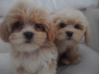 LINDOS FILHOTES DE LHASA APSO